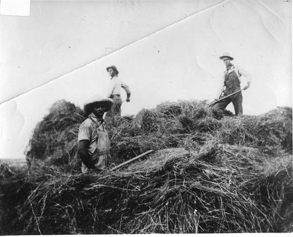 Three black men move hay with pitchforks